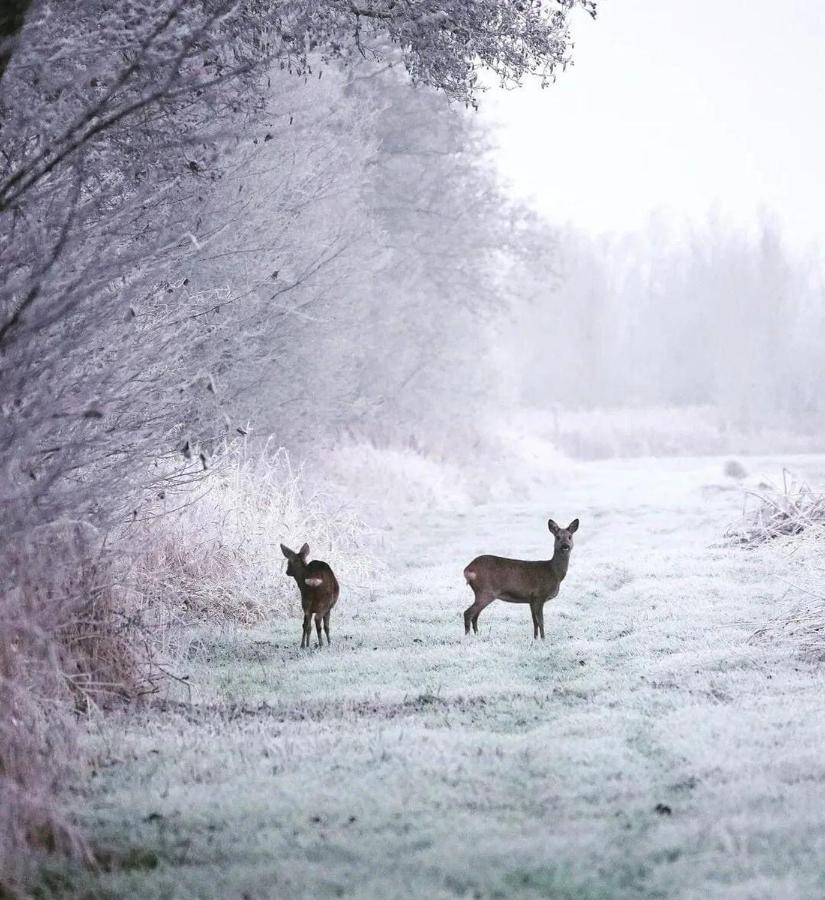 Prive In Een Bosrijke Omgeving Welkom Bij Gastenverblijf Het Ontsnapte Schaap In Jubbega Extérieur photo