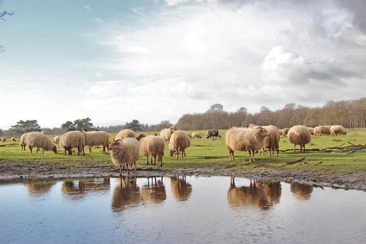 Prive In Een Bosrijke Omgeving Welkom Bij Gastenverblijf Het Ontsnapte Schaap In Jubbega Extérieur photo